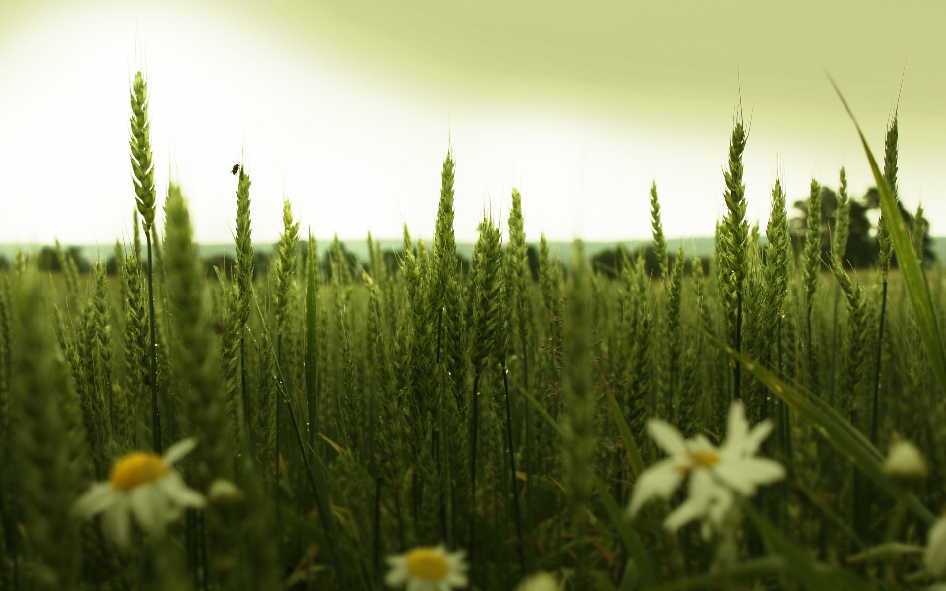 花卉,菊花,罗马洋甘菊,洋甘菊,甘菊,清新淡雅,儿童桌面专用