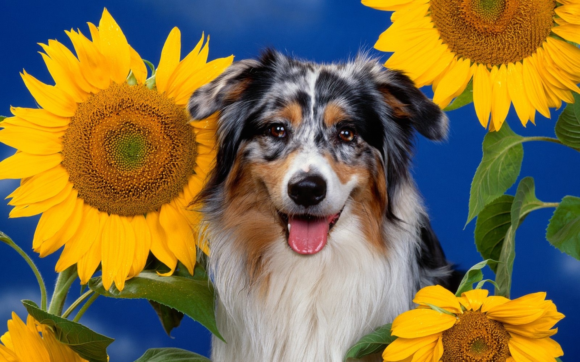 高清,动物,2012Y十一月12D,儿童桌面专用