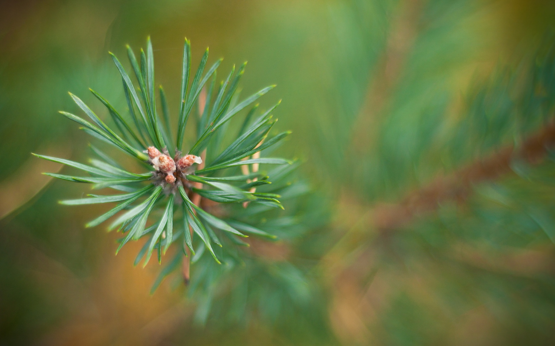 高清,精美,植物,摄影,单反,朦胧,宽屏,1080p,2012Y十月31D,儿童桌面专用