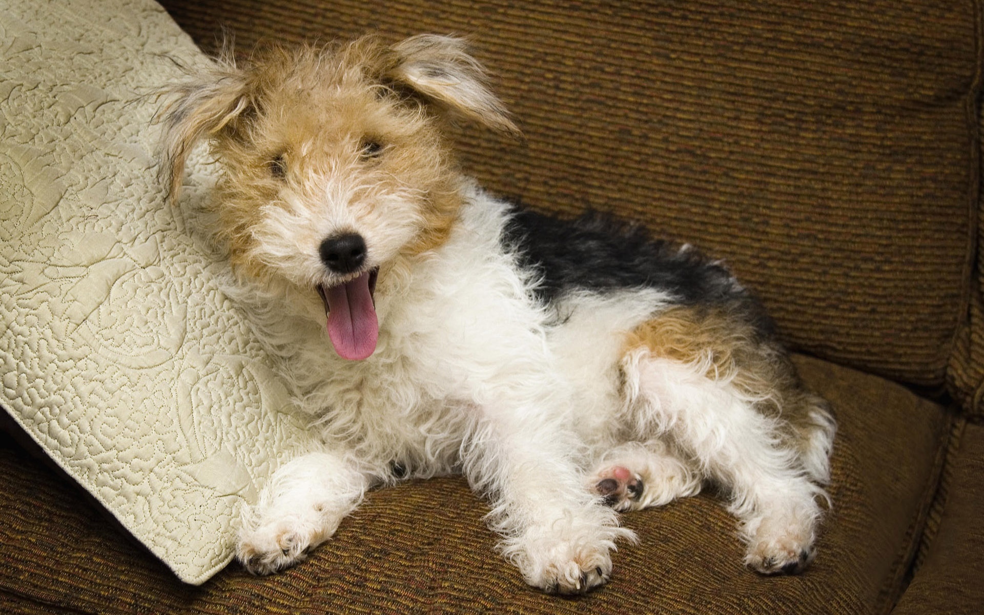 可爱,小狗,宽屏,动物,犬,2012Y十一月03D,儿童桌面专用