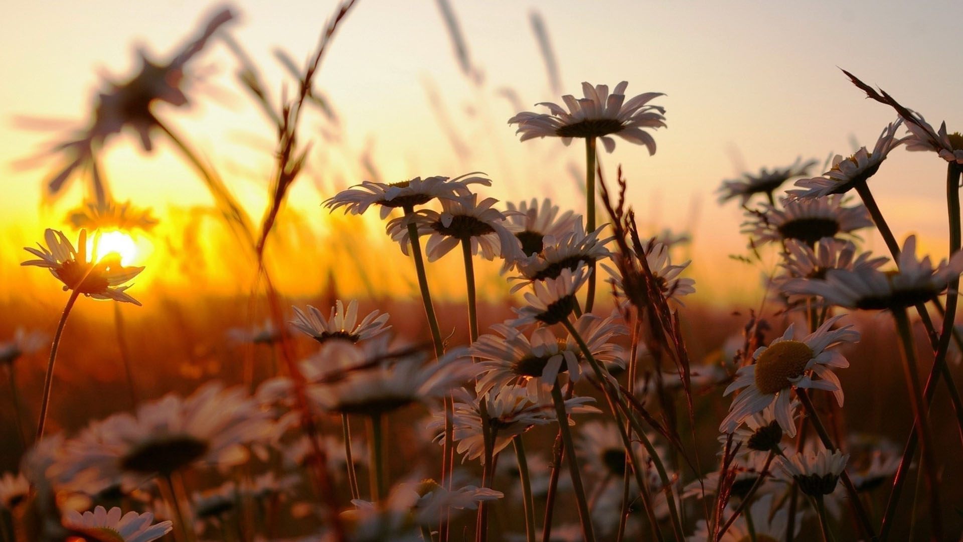 花卉,菊花,罗马洋甘菊,洋甘菊,甘菊,清新淡雅,儿童桌面专用