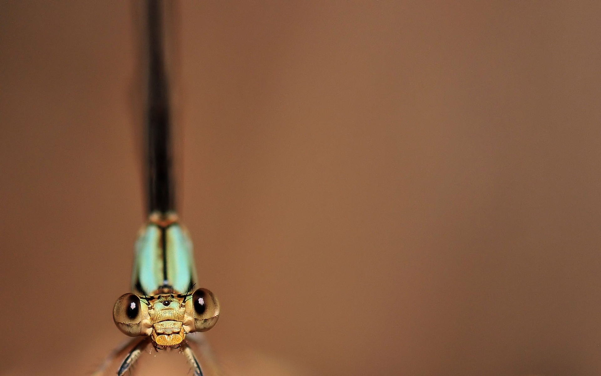 世界地理,动物,高清,2012Y十一月03D,儿童桌面专用