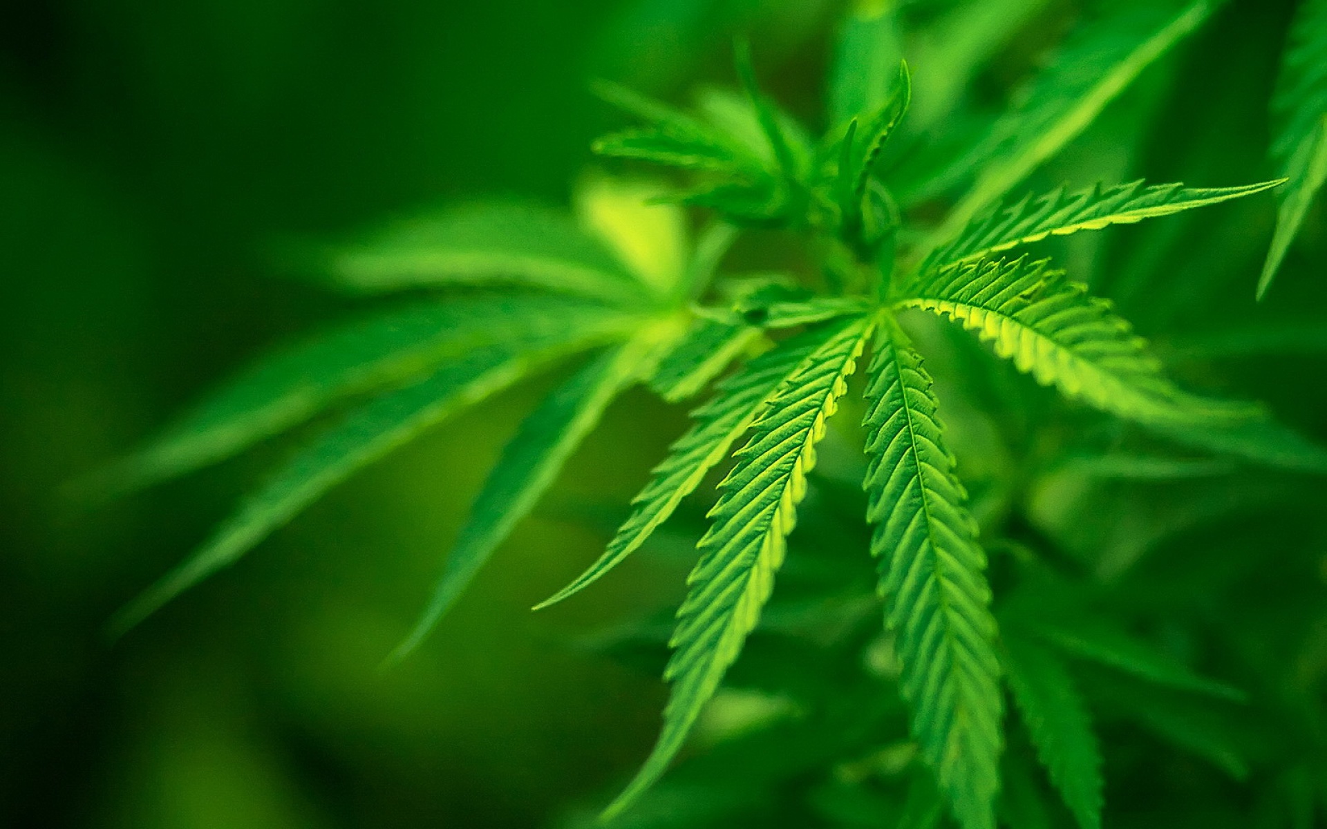 小清新,舒缓压力,绿色,植物,儿童桌面专用