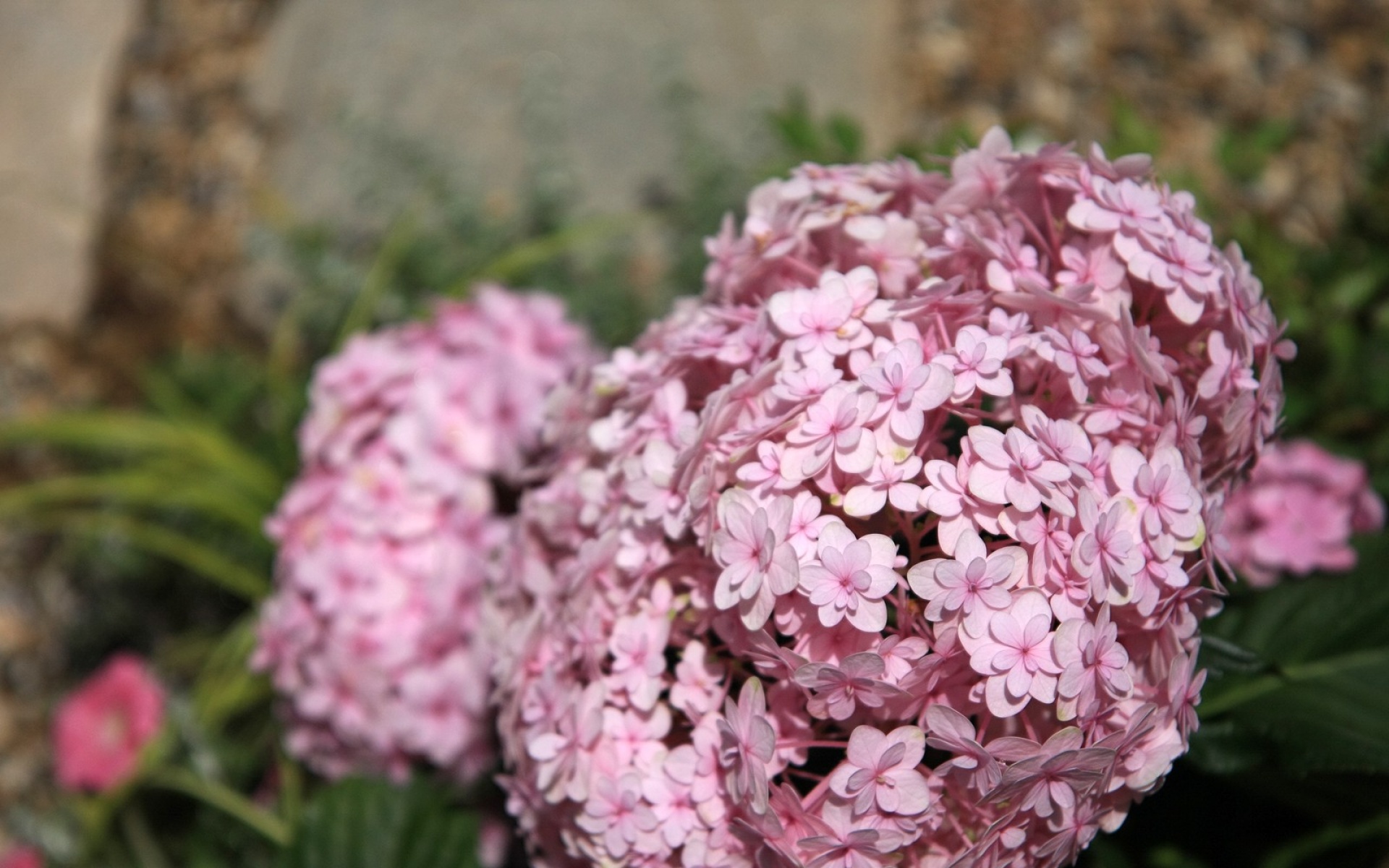 小清新,静物写真,花卉,儿童桌面专用