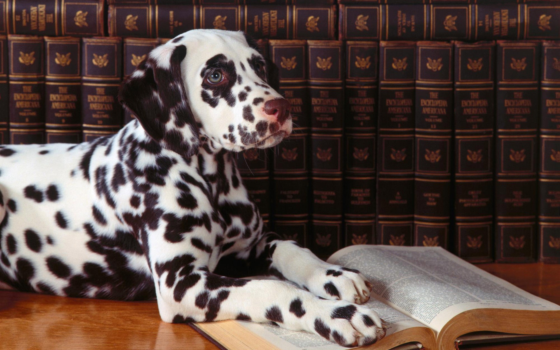 汪星人,儿童桌面专用