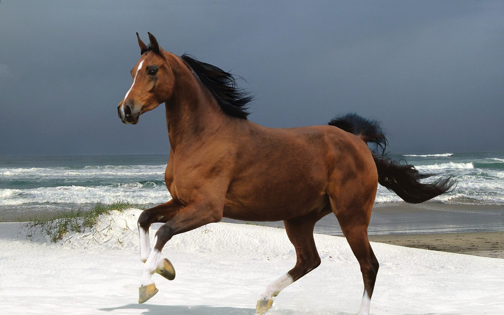 骏马,马,动物,宽屏,2012Y十月31D,儿童桌面专用