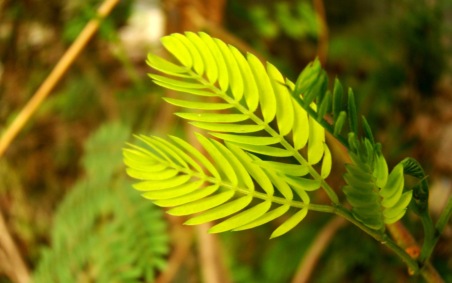 小清新,护眼壁纸,儿童桌面专用