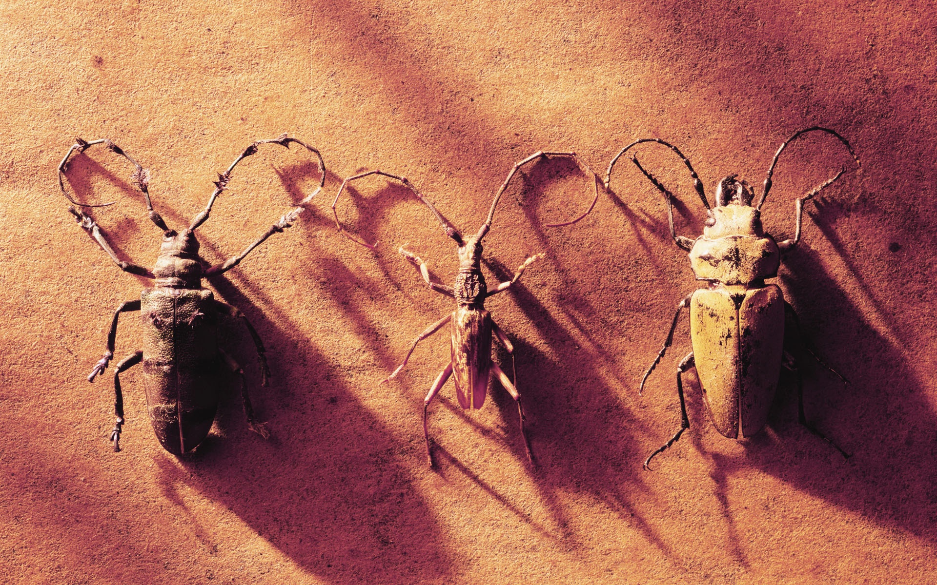 冷调,风格,动物,植物,标本,摄影,宽屏,2012Y十一月03D,儿童桌面专用