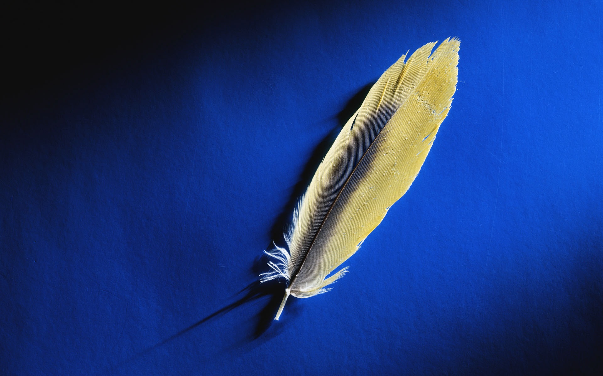 冷调,风格,动物,植物,标本,摄影,宽屏,2012Y十一月01D,儿童桌面专用