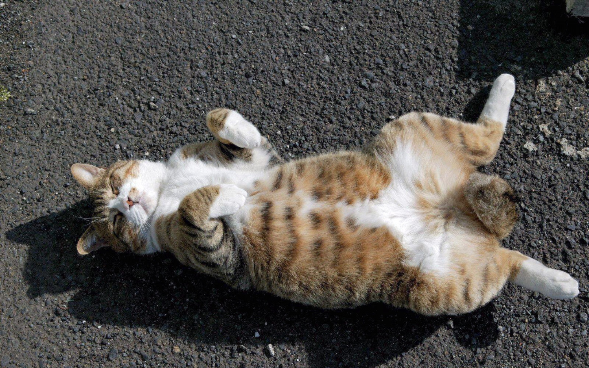 街角,小猫咪,摄影,高清,猫,动物,2012Y十月31D,儿童桌面专用