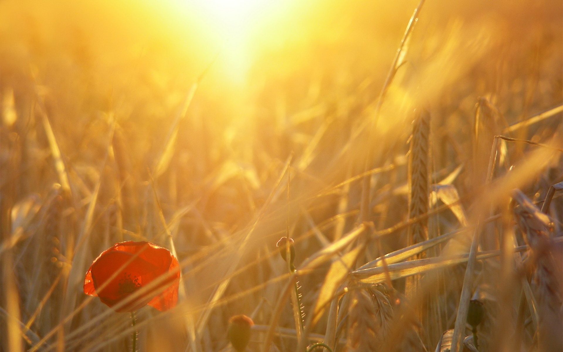 风景,落日余晖,2012Y十一月04D,儿童桌面专用