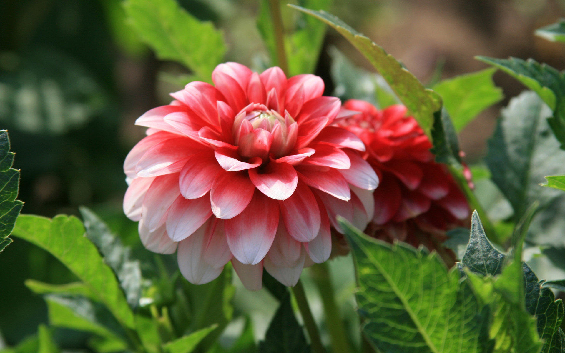 娇艳欲滴,花卉,牡丹,牡丹花,儿童桌面专用