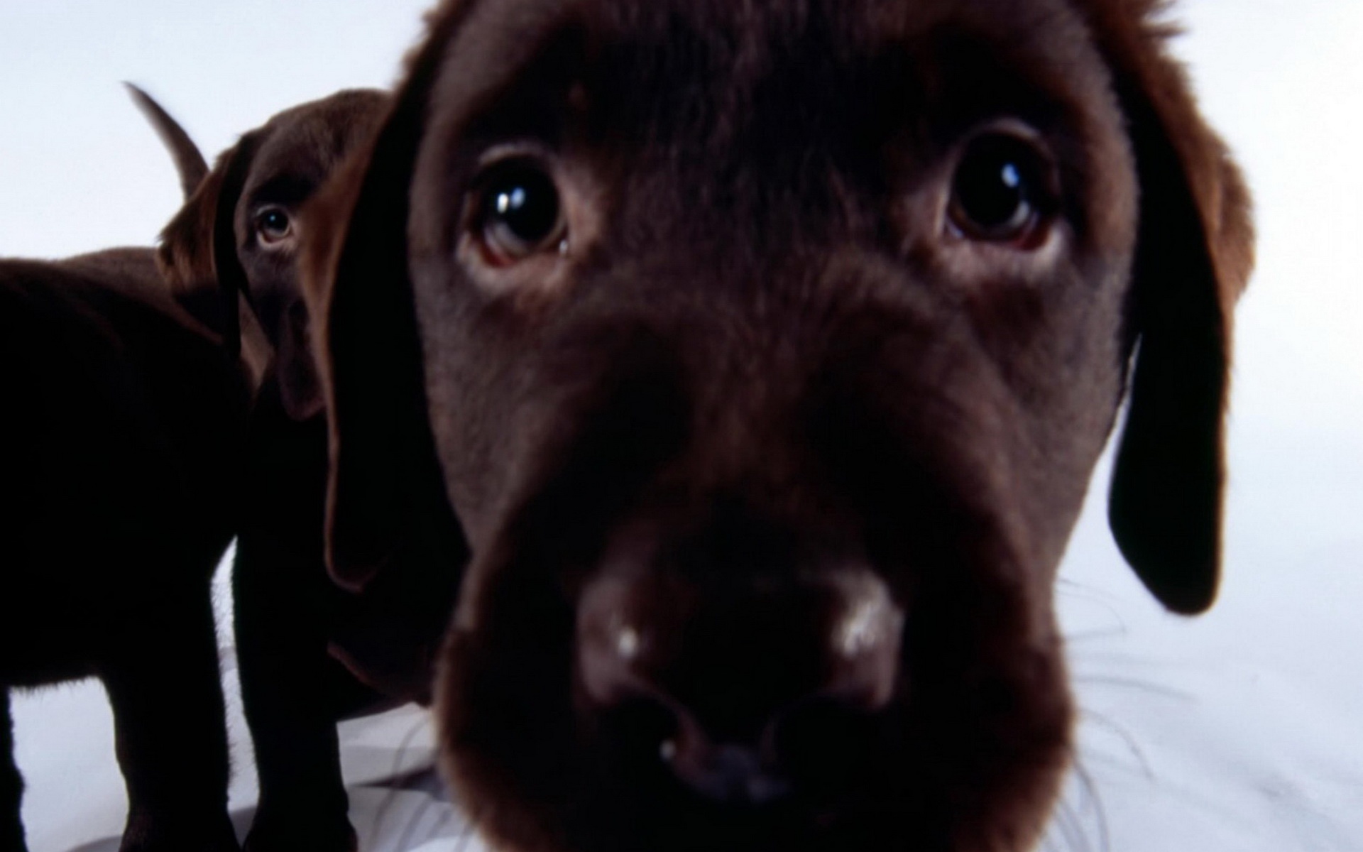 精美,动物,高清,宽屏,2012Y十一月03D,儿童桌面专用