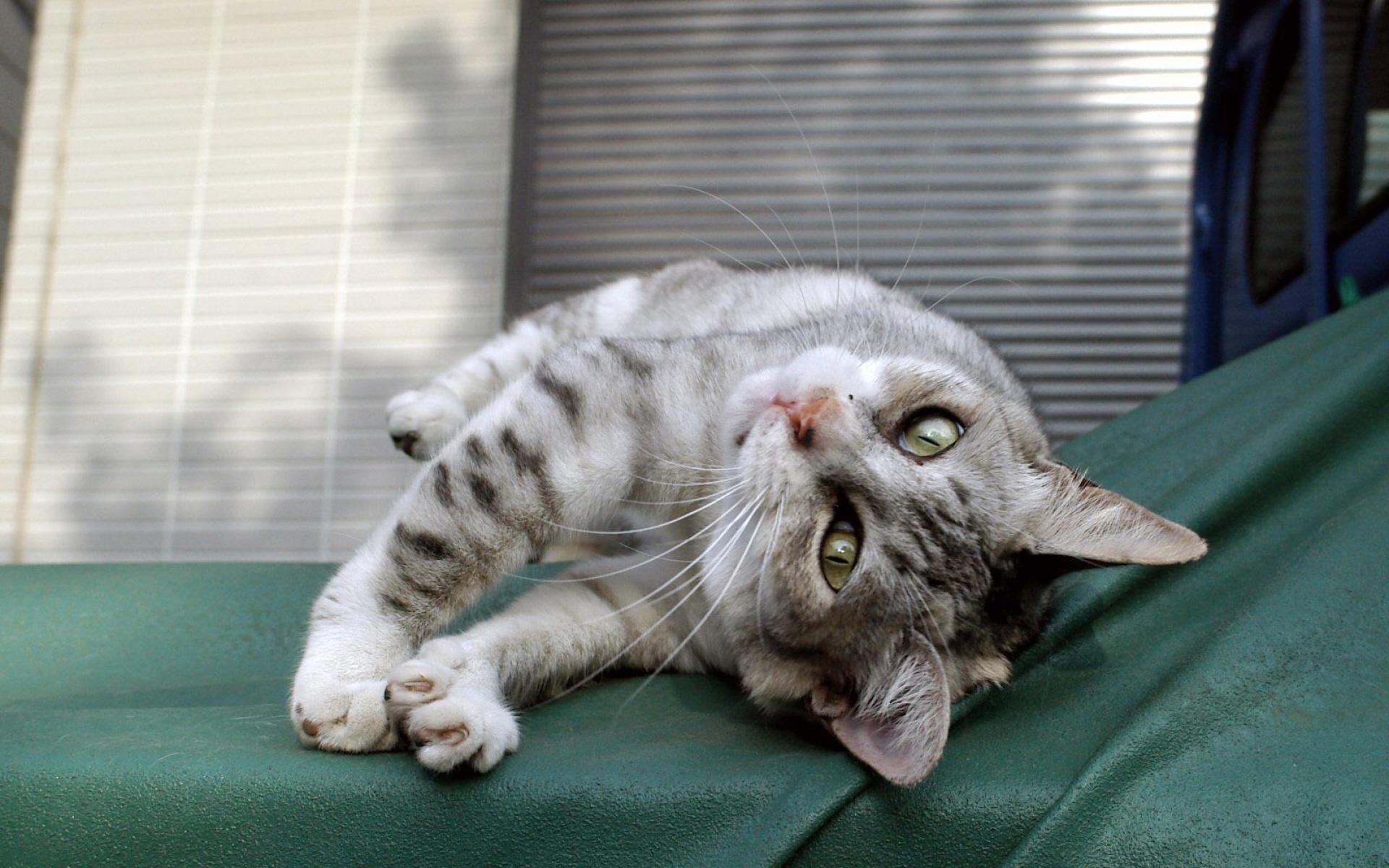 街角,小猫咪,摄影,高清,猫,动物,2012Y十月31D,儿童桌面专用