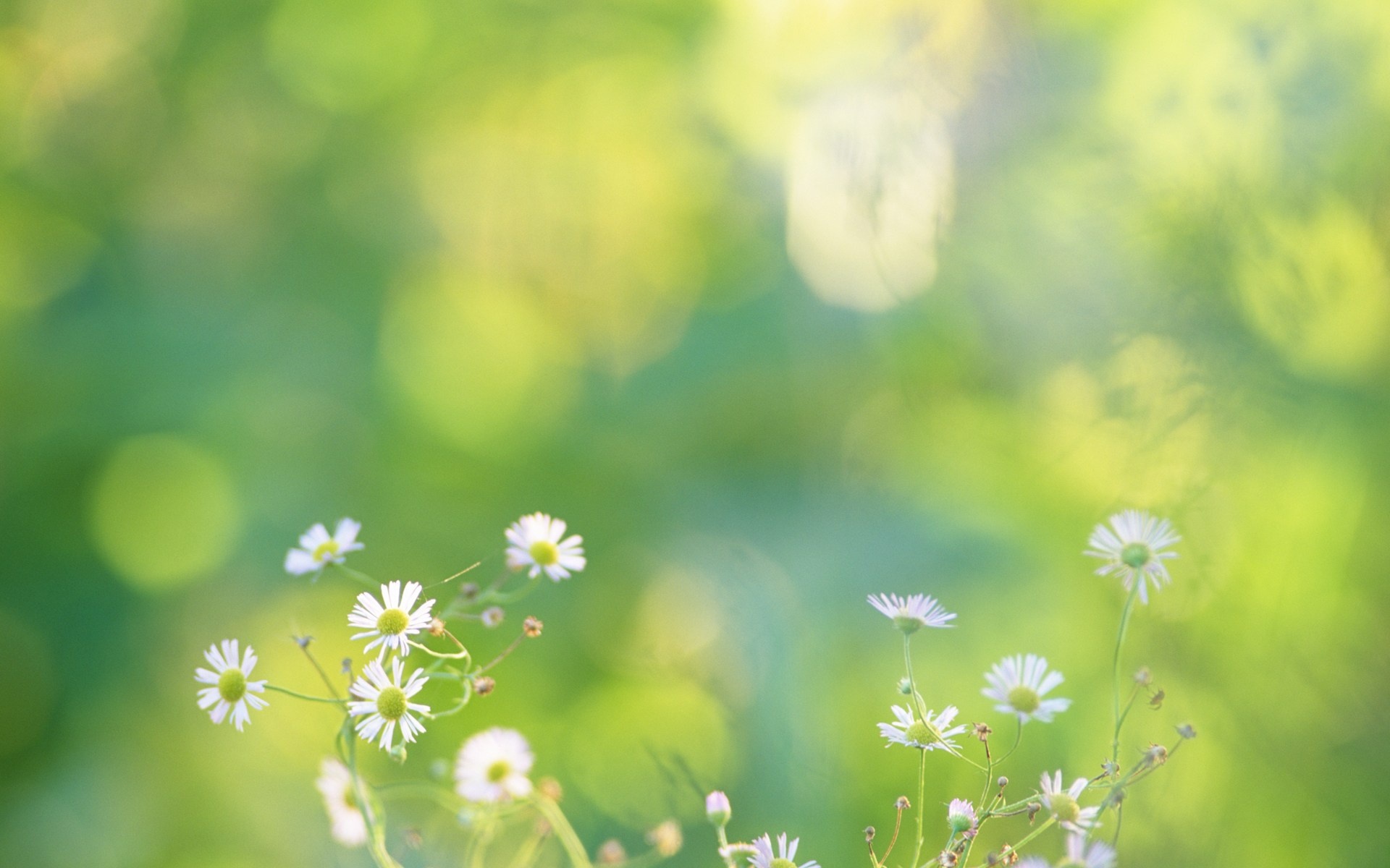 小清新,清新淡雅,花卉,儿童桌面专用