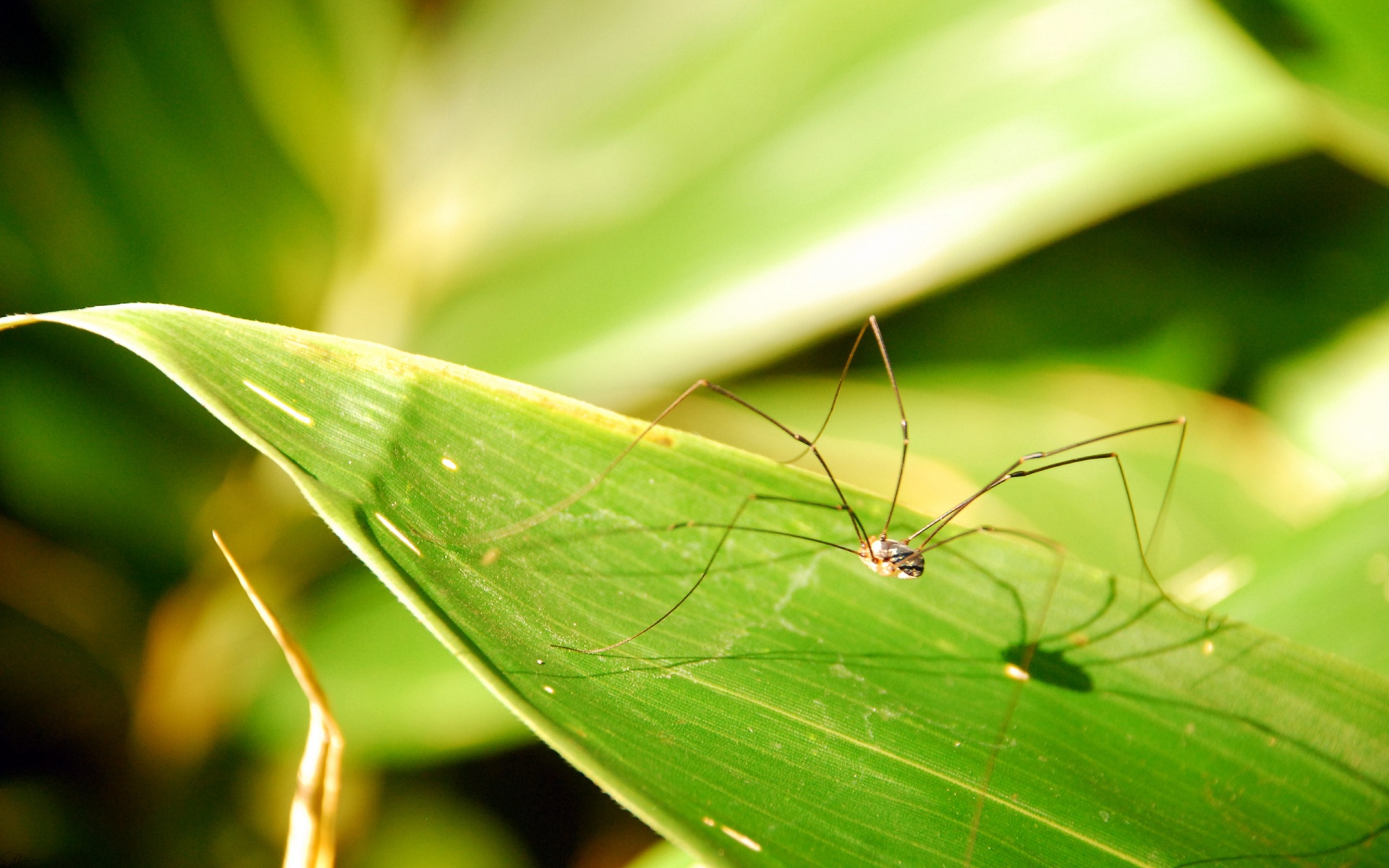 小清新,静物写真,静物,绿色,儿童桌面专用
