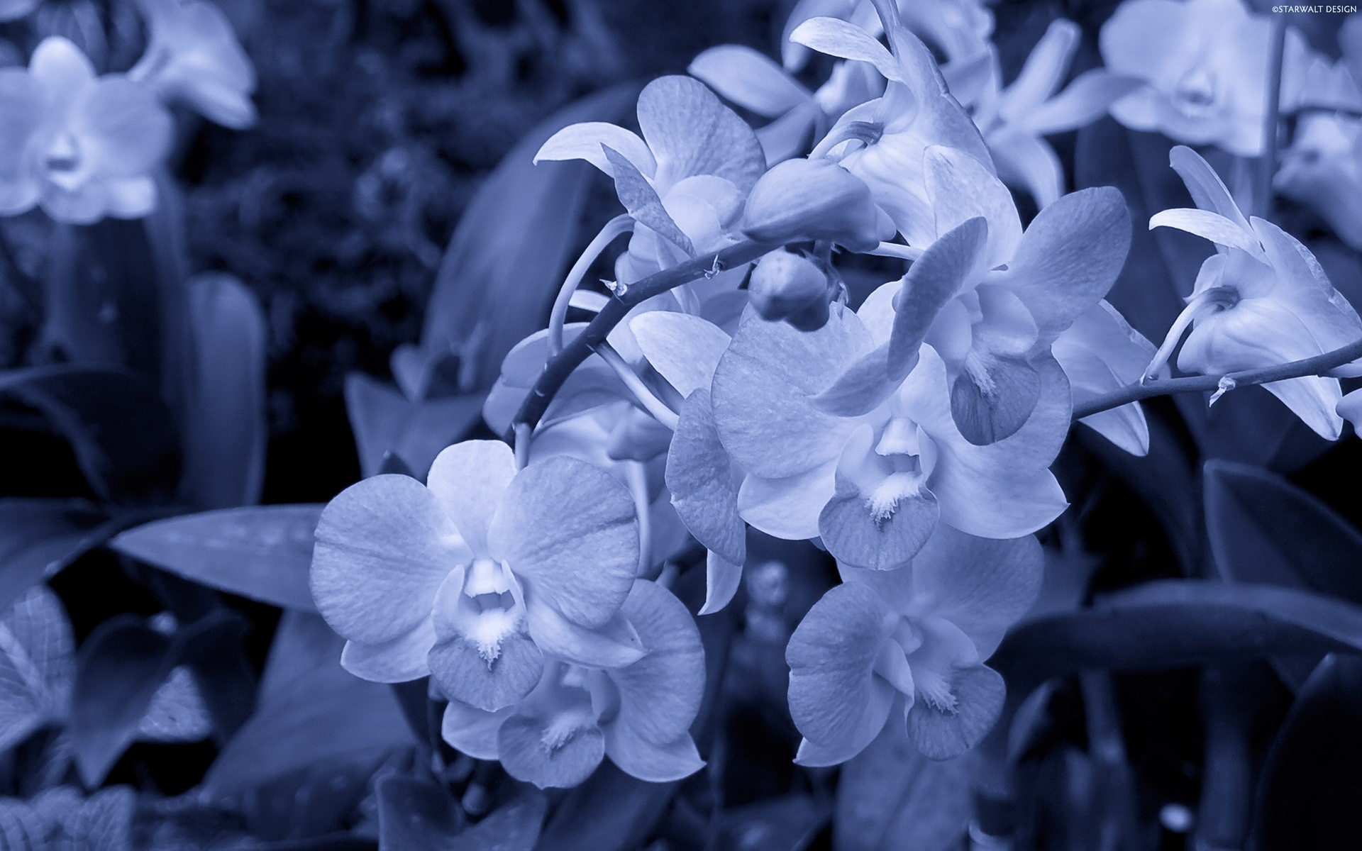 小清新,清新淡雅,花卉,儿童桌面专用