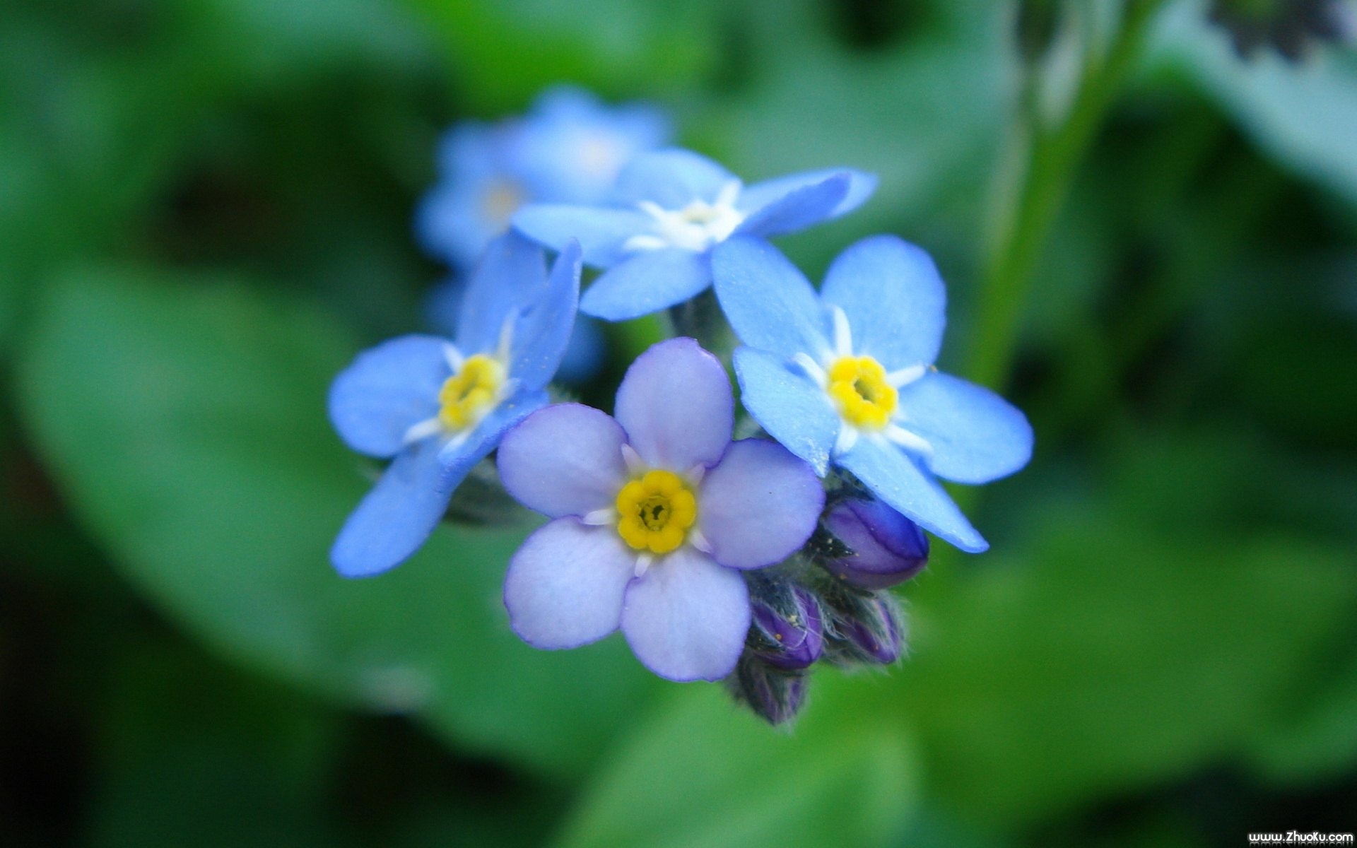 小清新,鸟语花香,花卉,儿童桌面专用