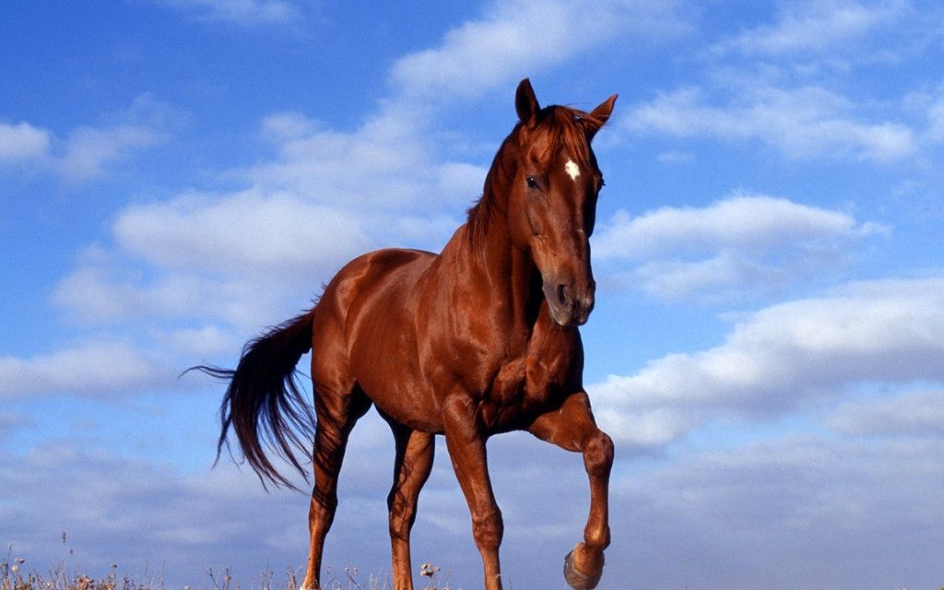 野生动物,马,儿童桌面专用