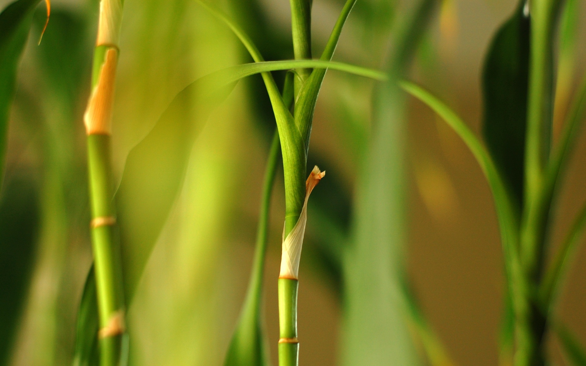 小清新,护眼壁纸,绿色,儿童桌面专用