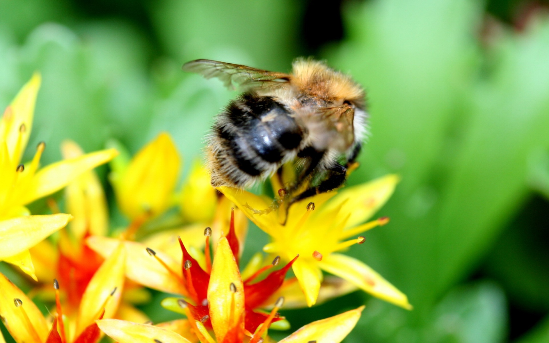 高清,植物,微距,摄影,昆虫图,蜜蜂,2012Y十一月04D,儿童桌面专用