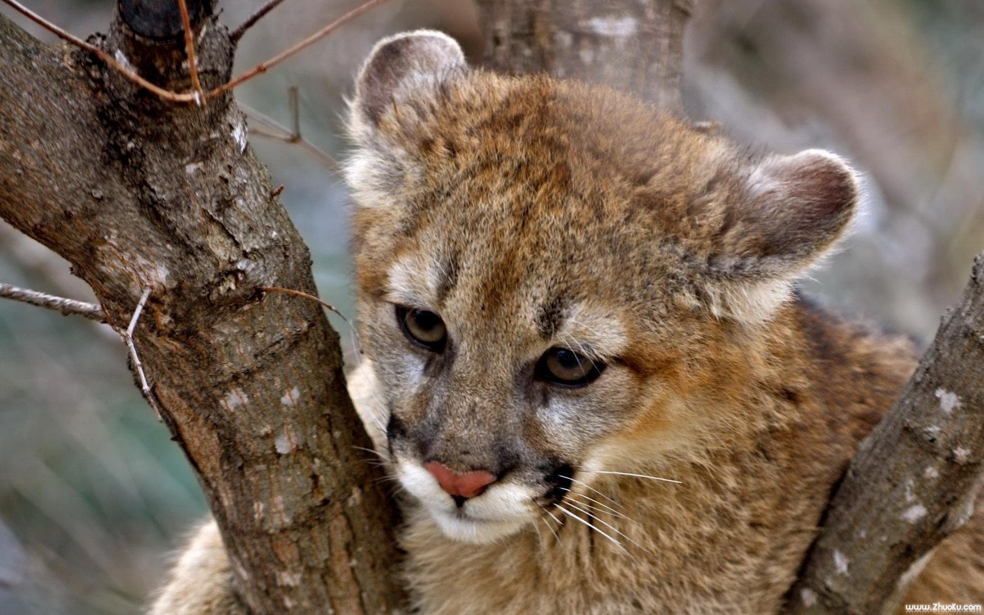 猫科,动物,高清,2012Y十一月04D,儿童桌面专用