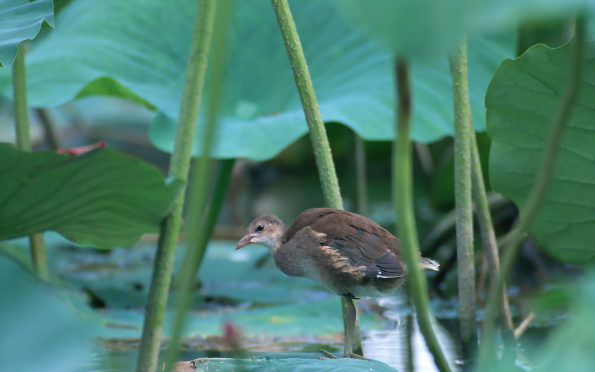 高清,鸟,动物,摄影,2012Y十一月03D,儿童桌面专用
