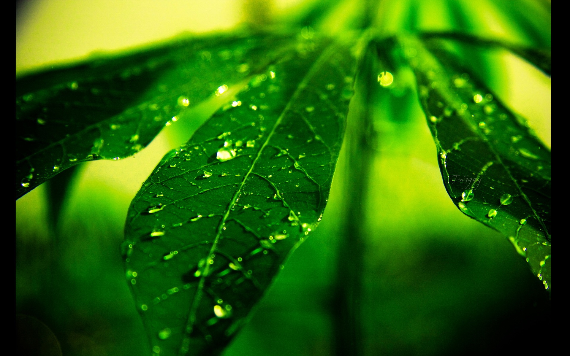 小清新,护眼壁纸,绿色,儿童桌面专用