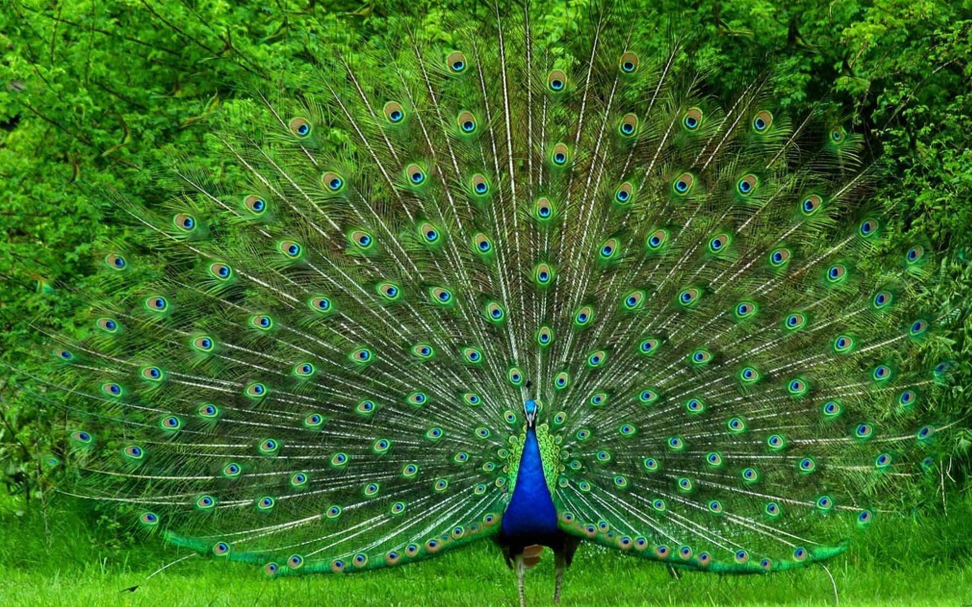 鸟类,孔雀,小鸟天地,儿童桌面专用