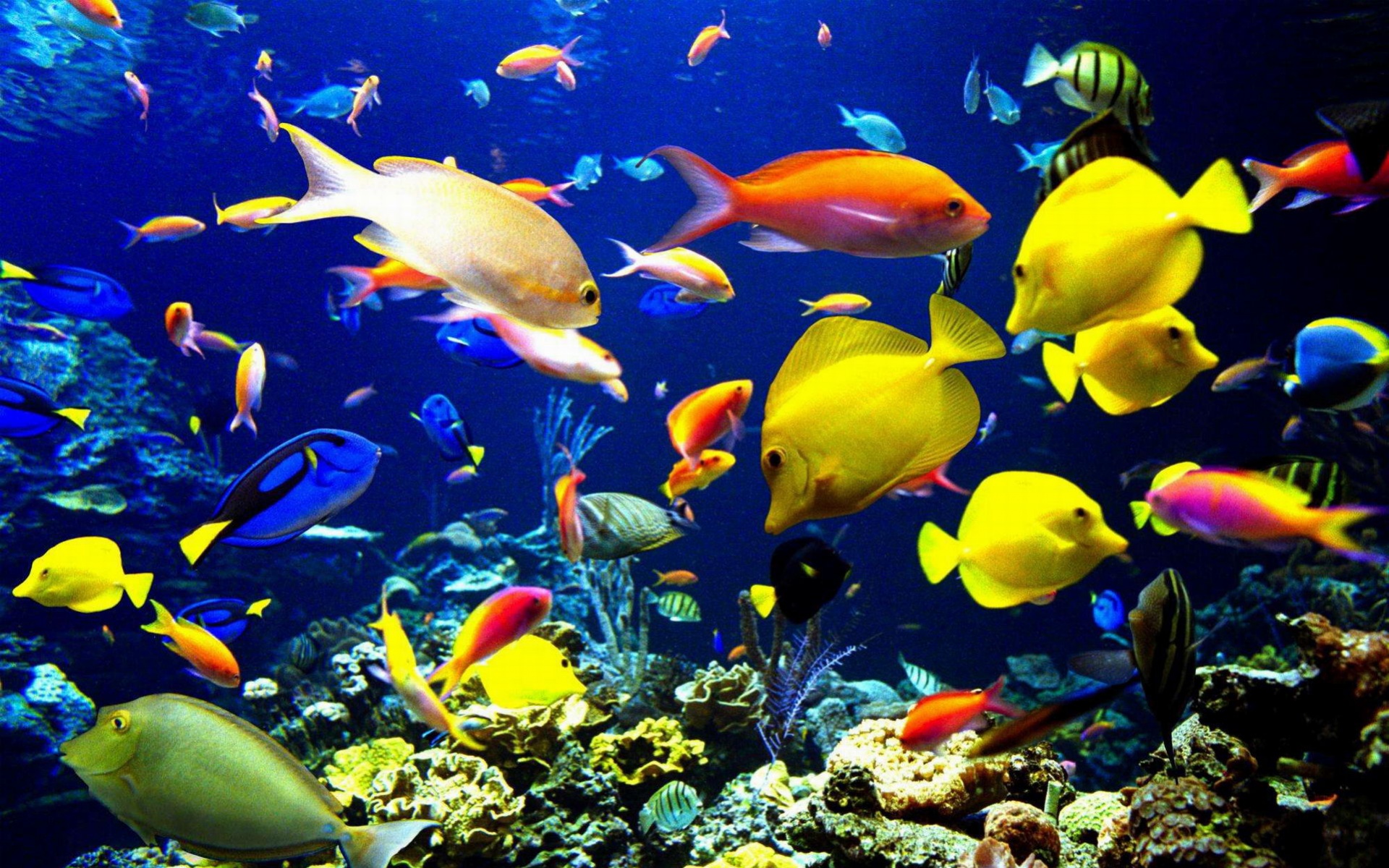 萌宠,鱼,海底世界,儿童桌面专用