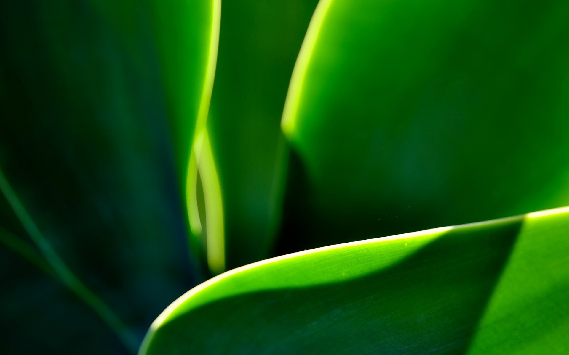 小清新,舒缓压力,绿色,儿童桌面专用