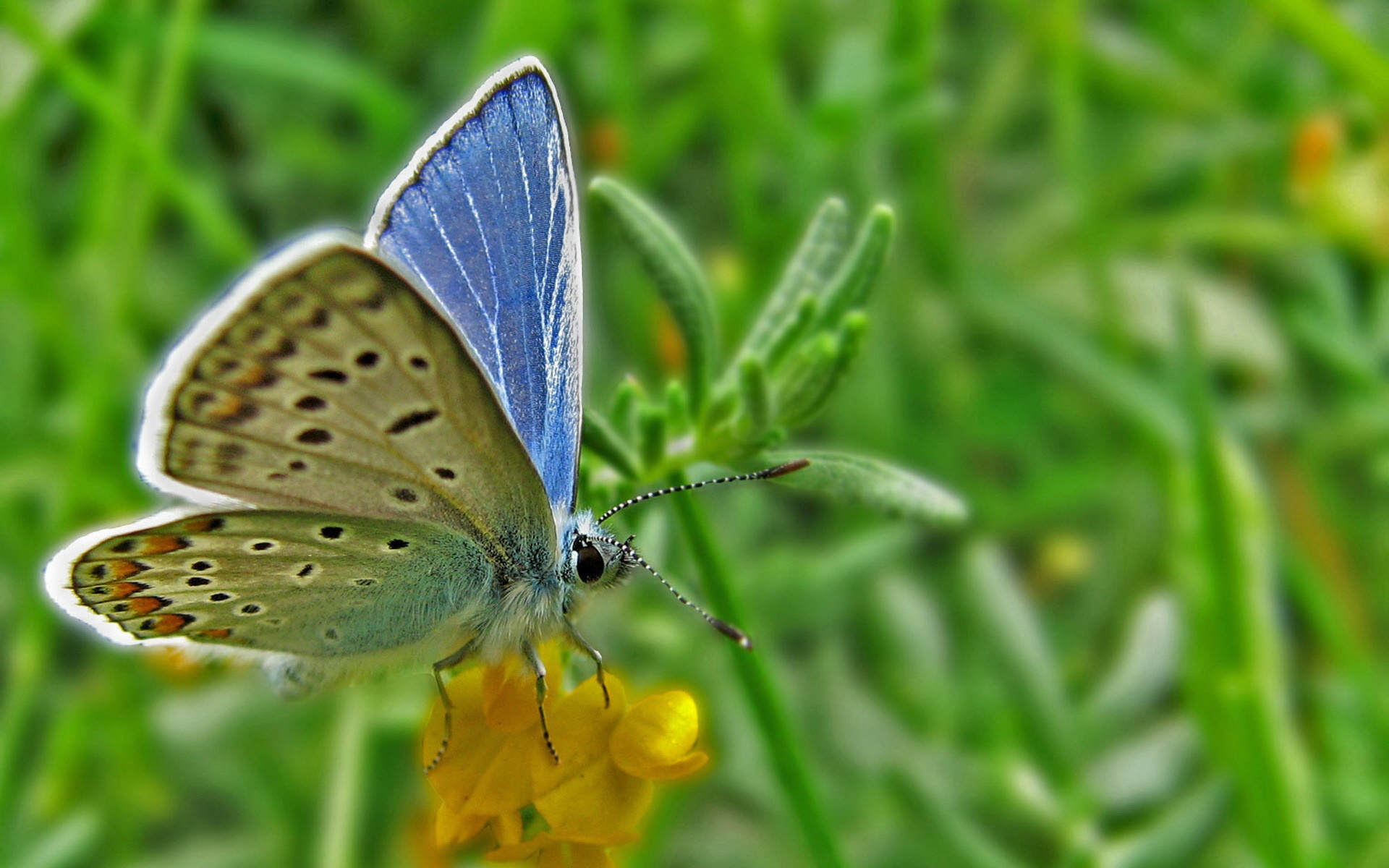 高清,动物,2012Y十一月04D,儿童桌面专用