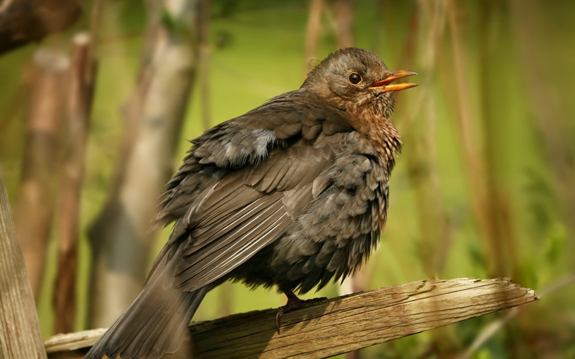 精美,动物,高清,宽屏,2012Y十一月03D,鸟,儿童桌面专用