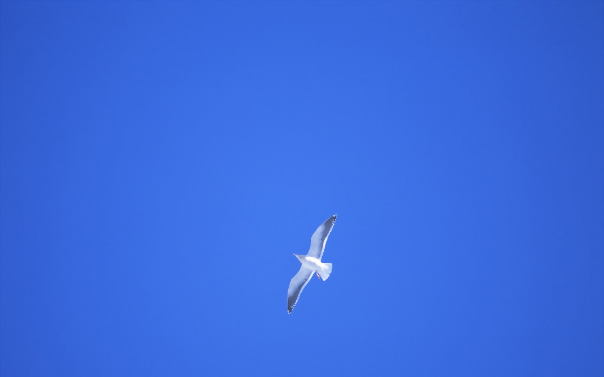 高清,鸟,动物,摄影,2012Y十一月03D,儿童桌面专用