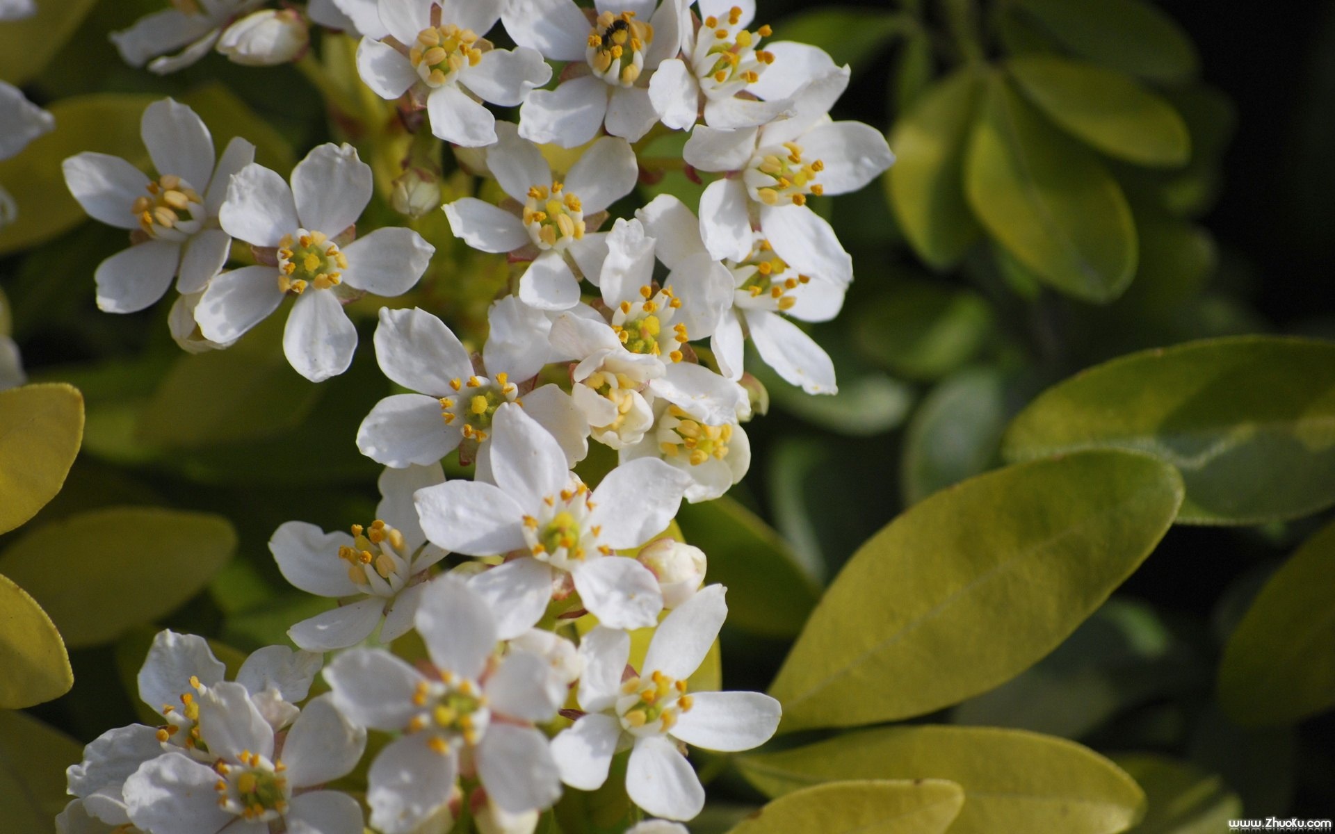 小清新,静物写真,花卉,儿童桌面专用