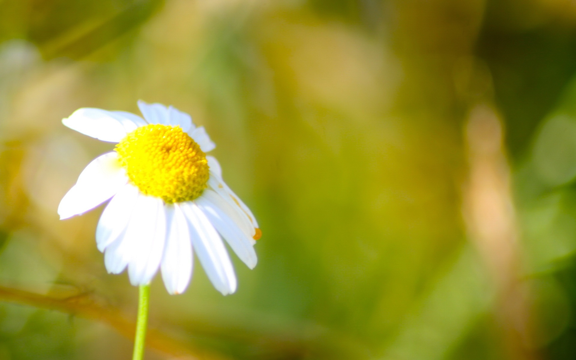 小清新,舒缓压力,绿色,花卉,儿童桌面专用