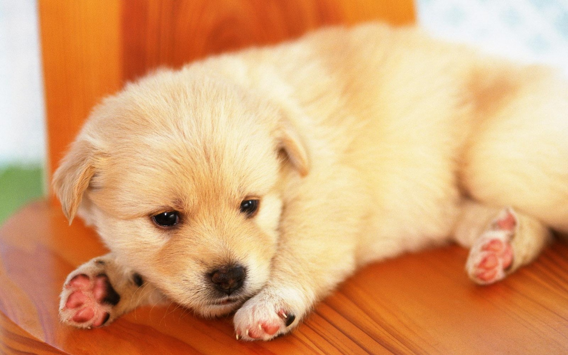 卖萌图,儿童桌面专用