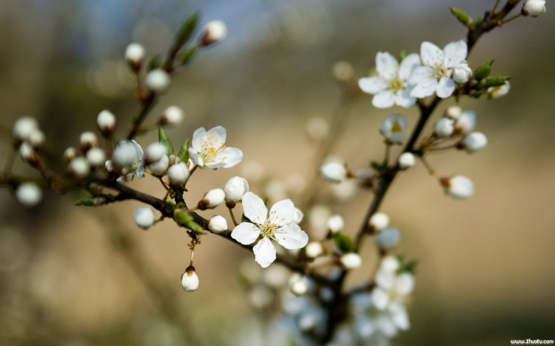小清新,清新淡雅,花卉,儿童桌面专用