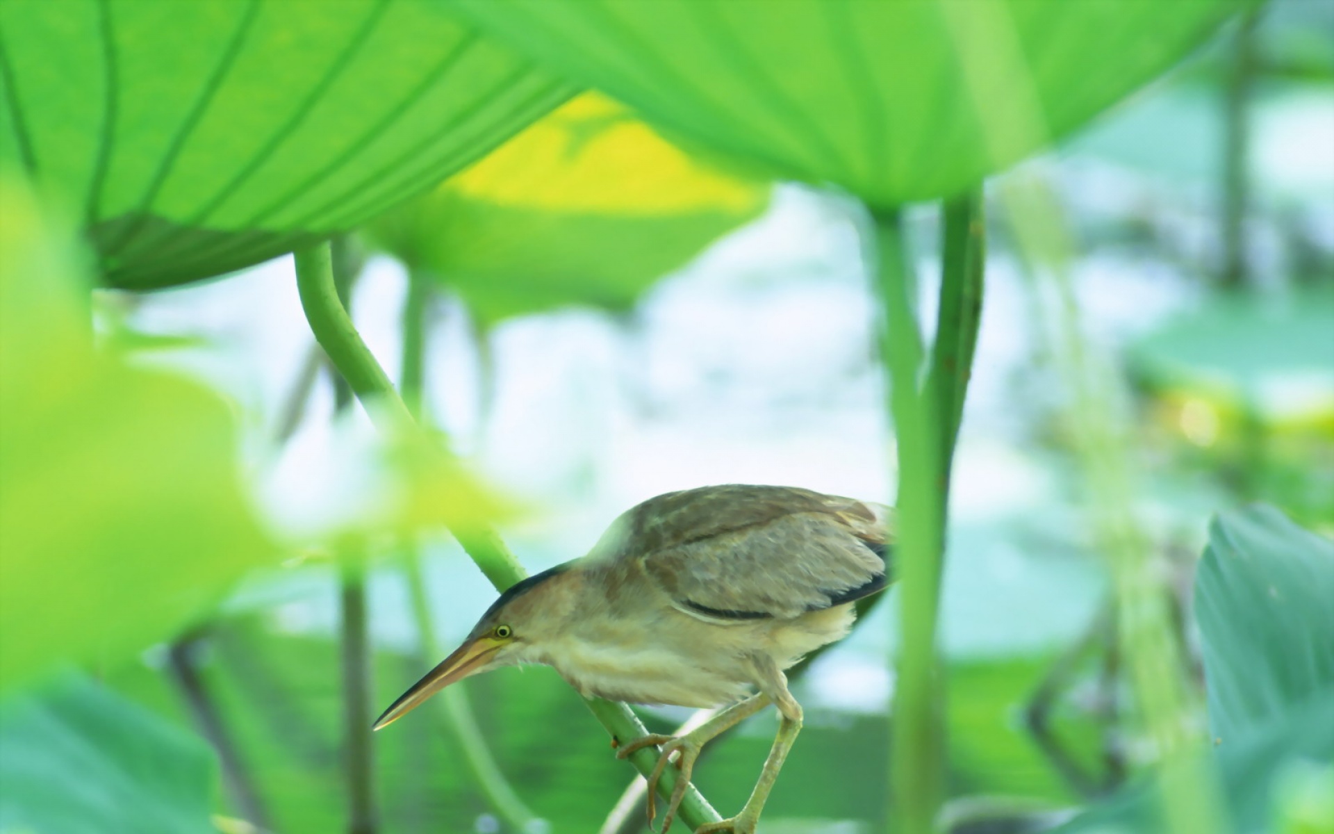 高清,鸟,动物,摄影,2012Y十一月03D,儿童桌面专用