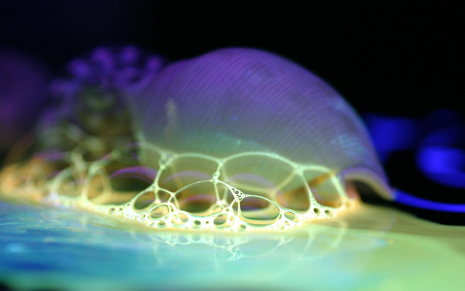 经典,精美,风光,风景,动物,生物,摄影,高清,宽屏,2012Y十月31D,儿童桌面专用