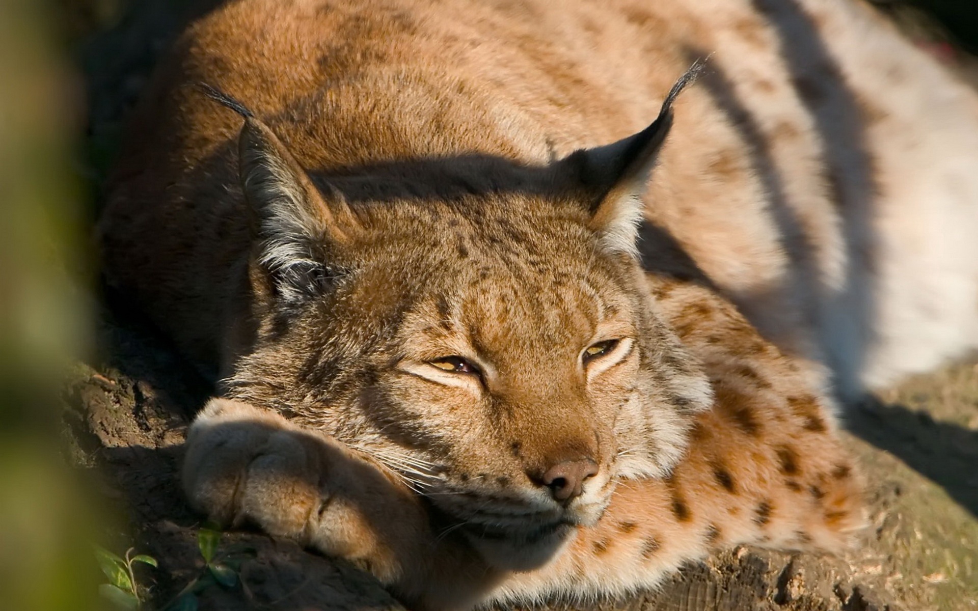 精美,动物,高清,宽屏,2012Y十一月03D,儿童桌面专用