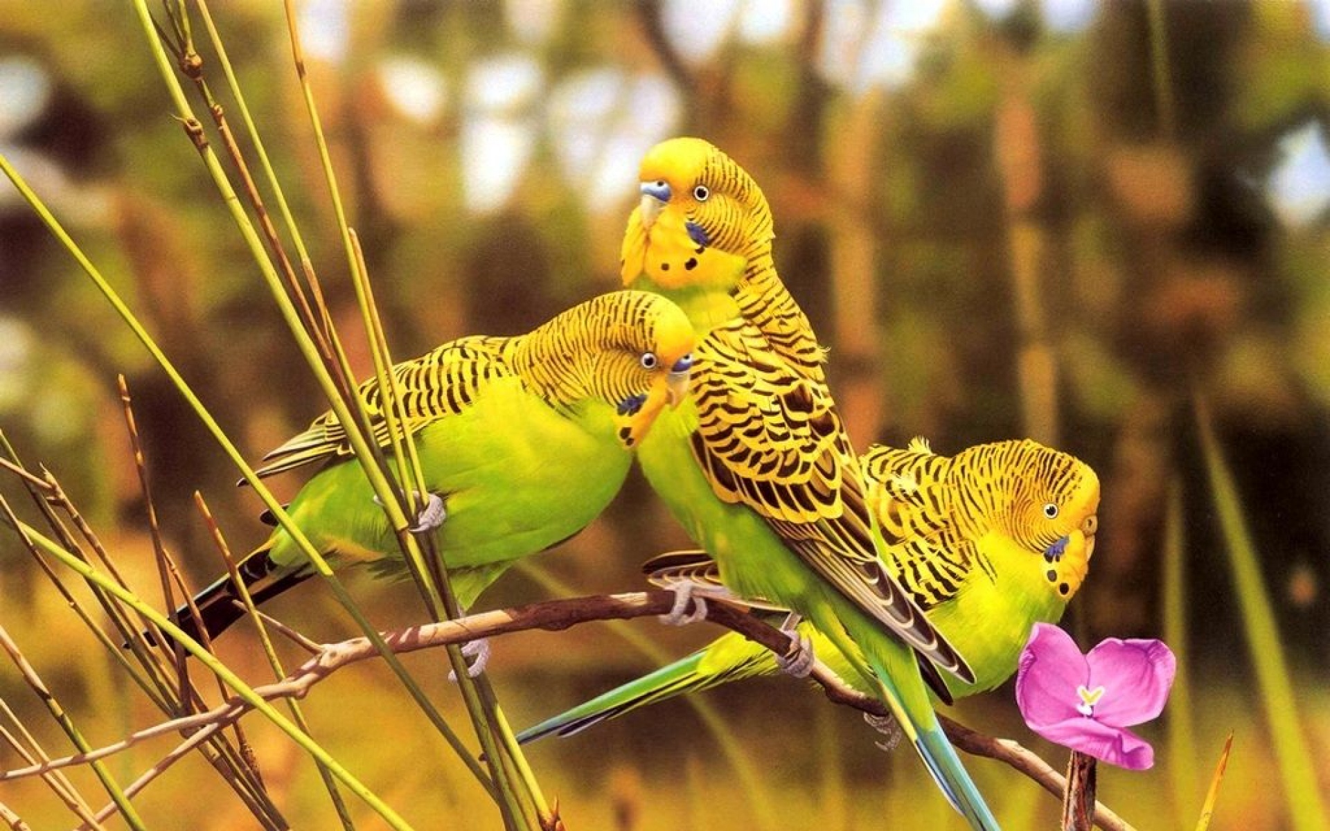 小鸟天地,鸟,儿童桌面专用