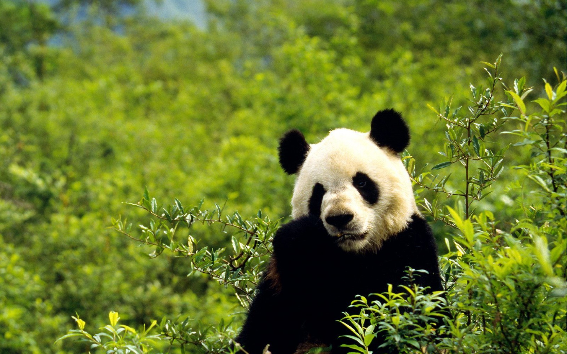 野生动物,大熊猫,儿童桌面专用