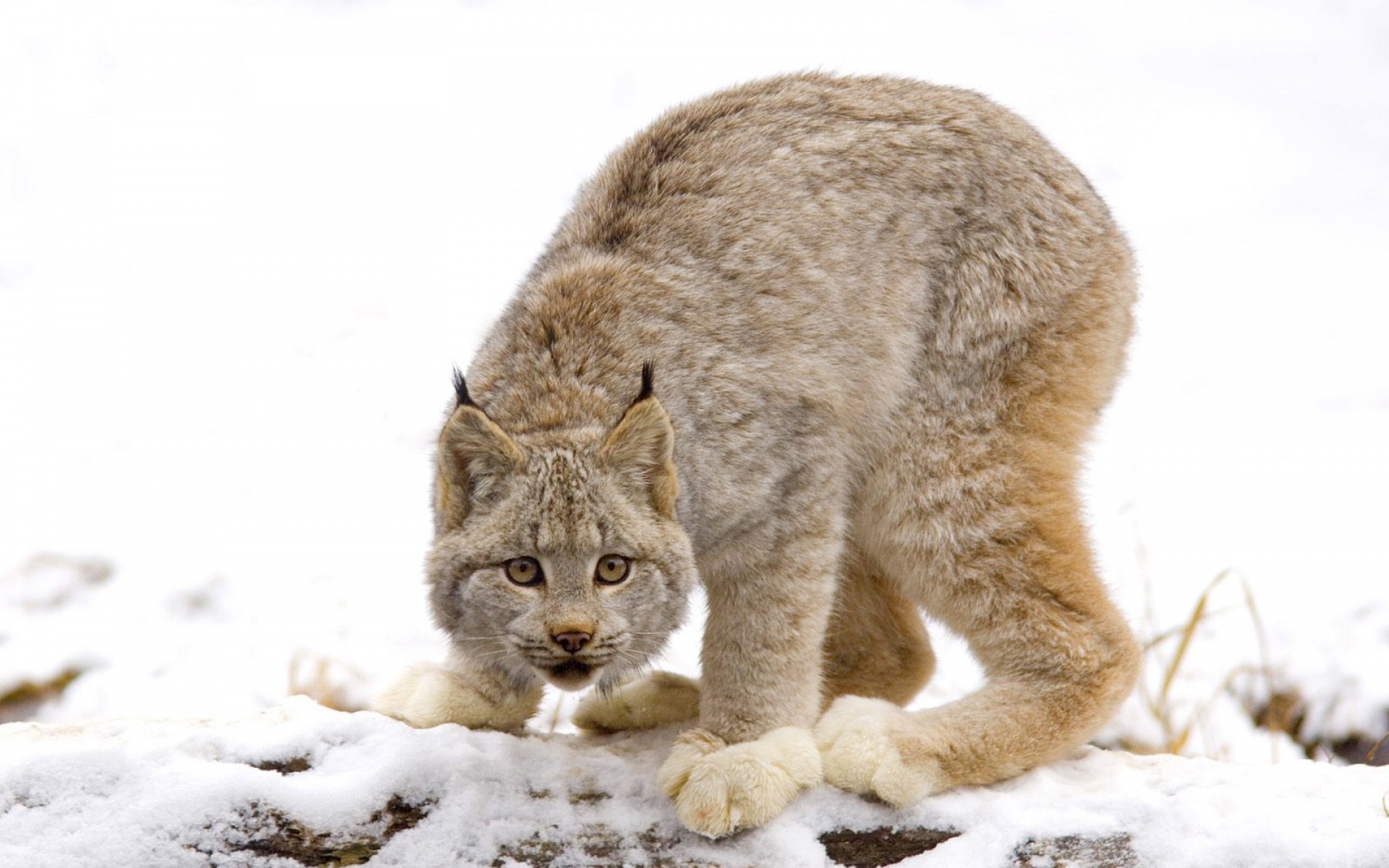 高清,动物,2012Y十一月08D,儿童桌面专用