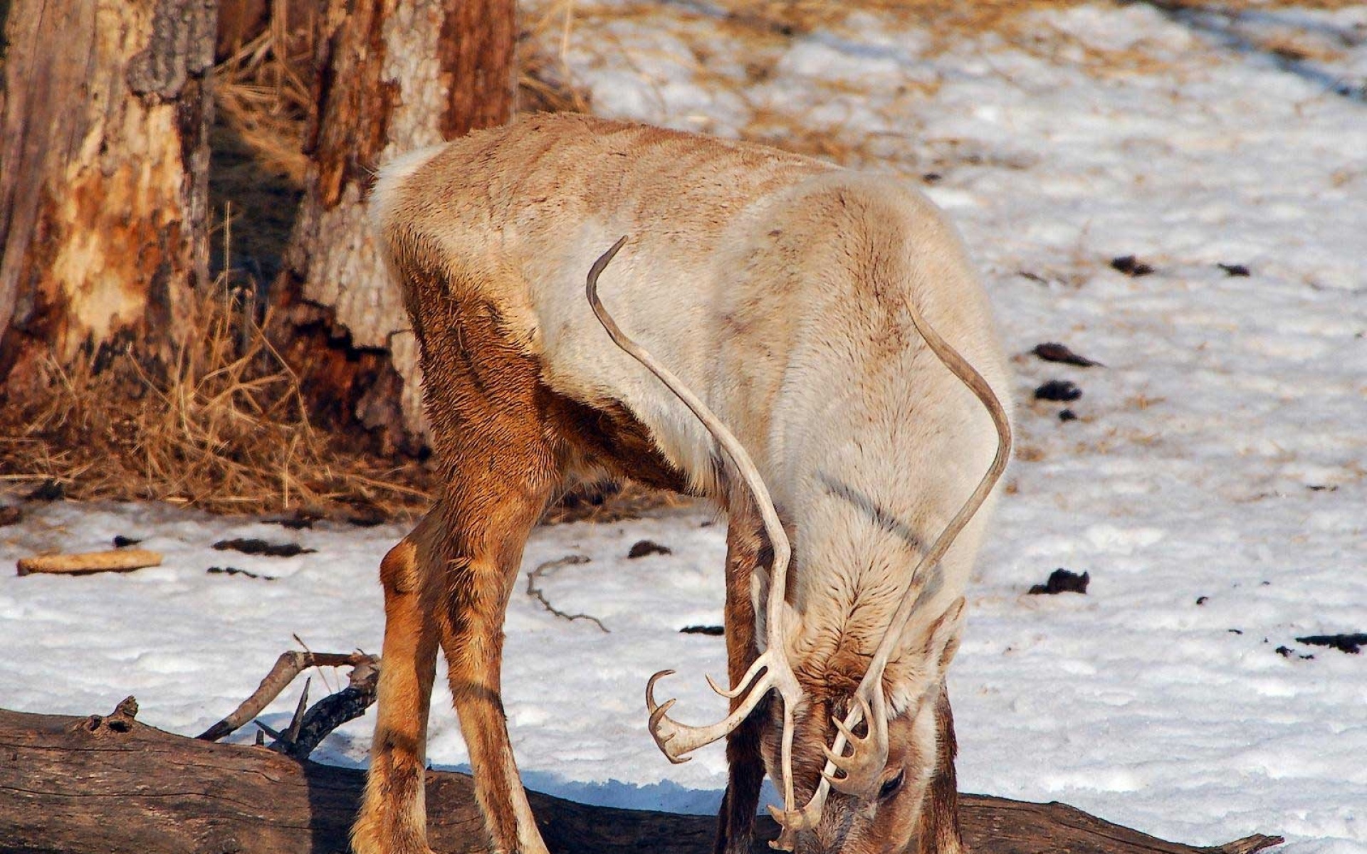 高清,动物,2012Y十一月12D,儿童桌面专用