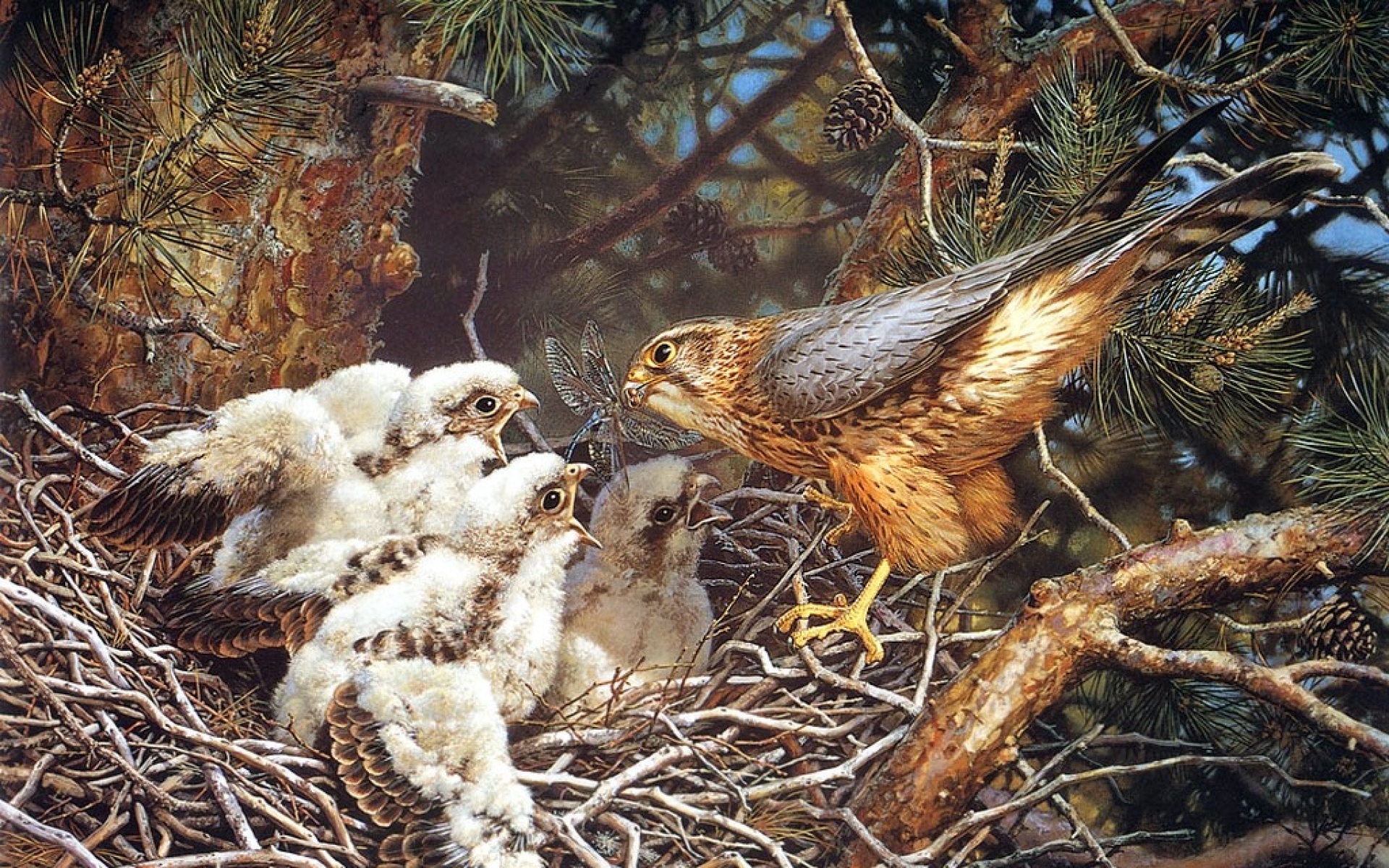 动物,绘画,风格,2012Y十一月04D,儿童桌面专用