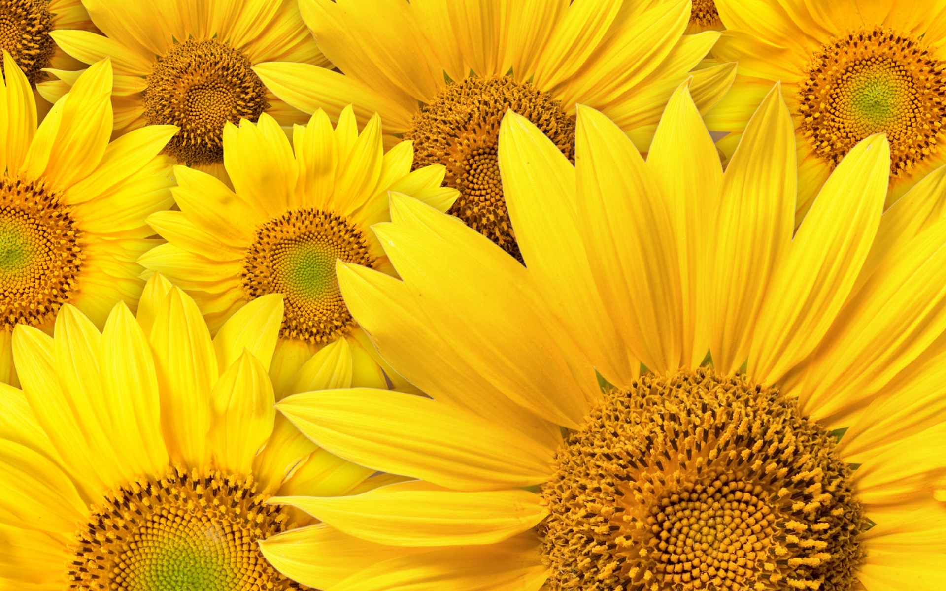 小清新,鸟语花香,向日葵,花卉,儿童桌面专用