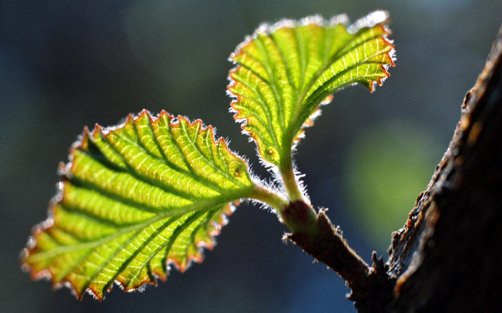 小清新,护眼壁纸,绿色,儿童桌面专用