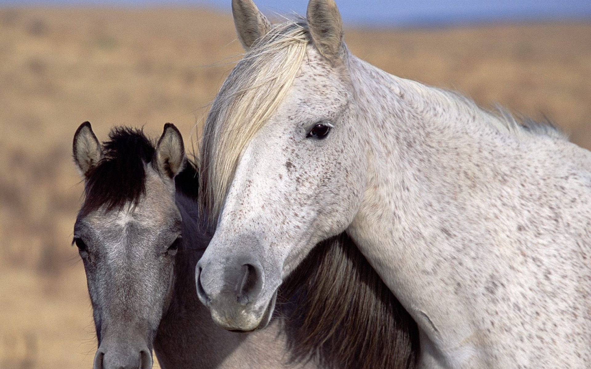 萌宠动物,野生动物,儿童桌面专用