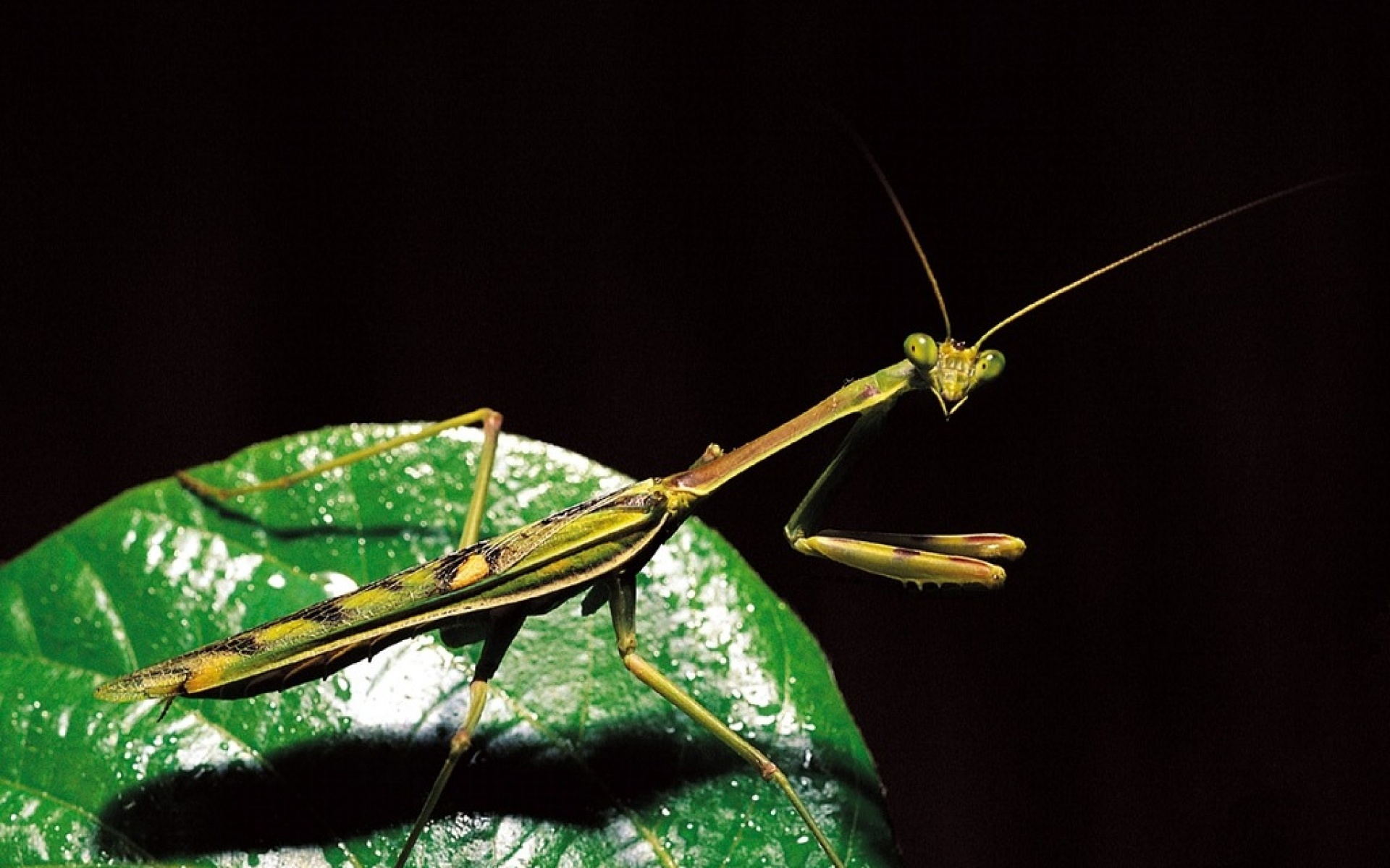 萌宠动物,野生动物,儿童桌面专用